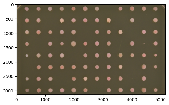 ../../_images/how_to_notebooks_crop_and_pad_6_2.png